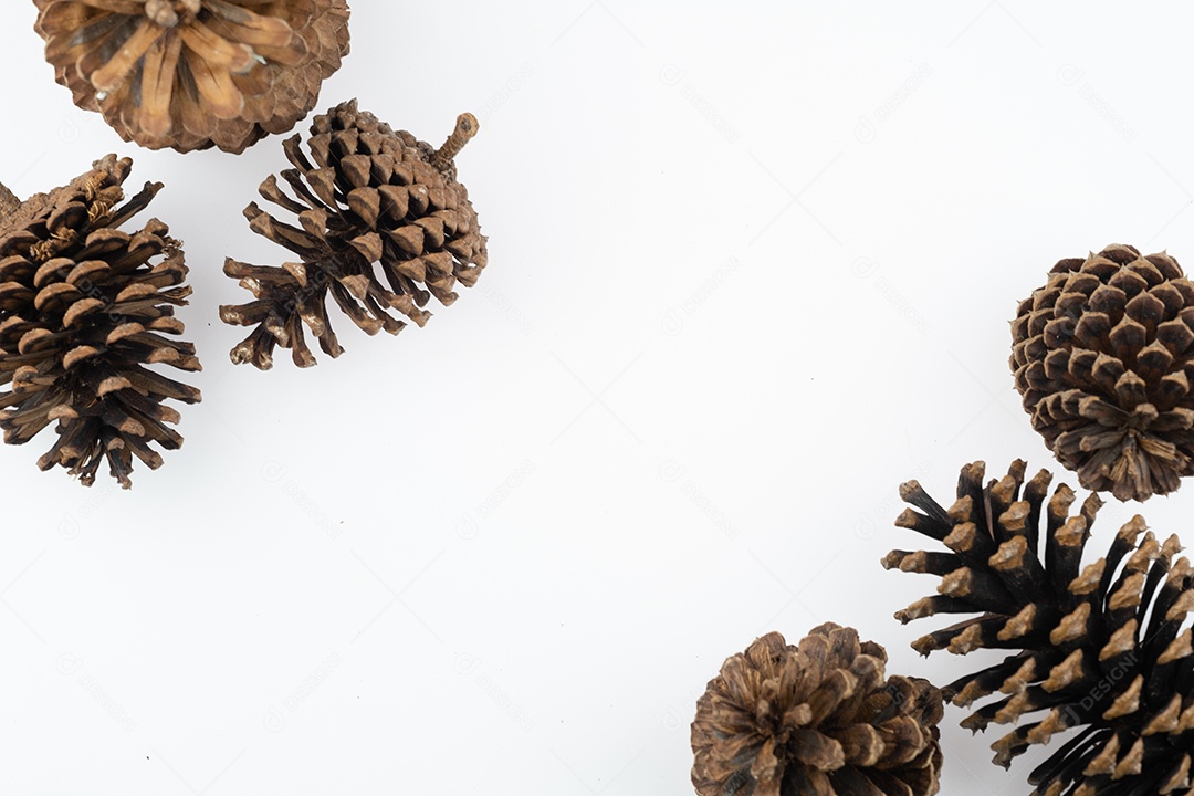 Pinhas secas isoladas no fundo branco com traçado de recorte
