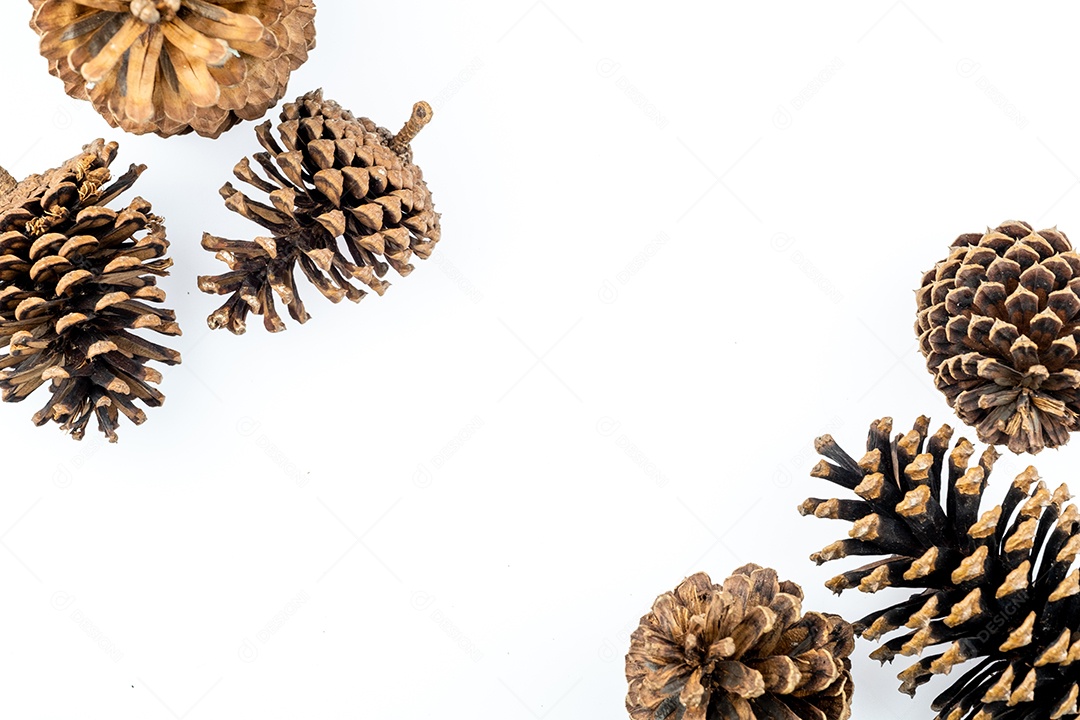 Pinhas secas isoladas no fundo branco com traçado de recorte