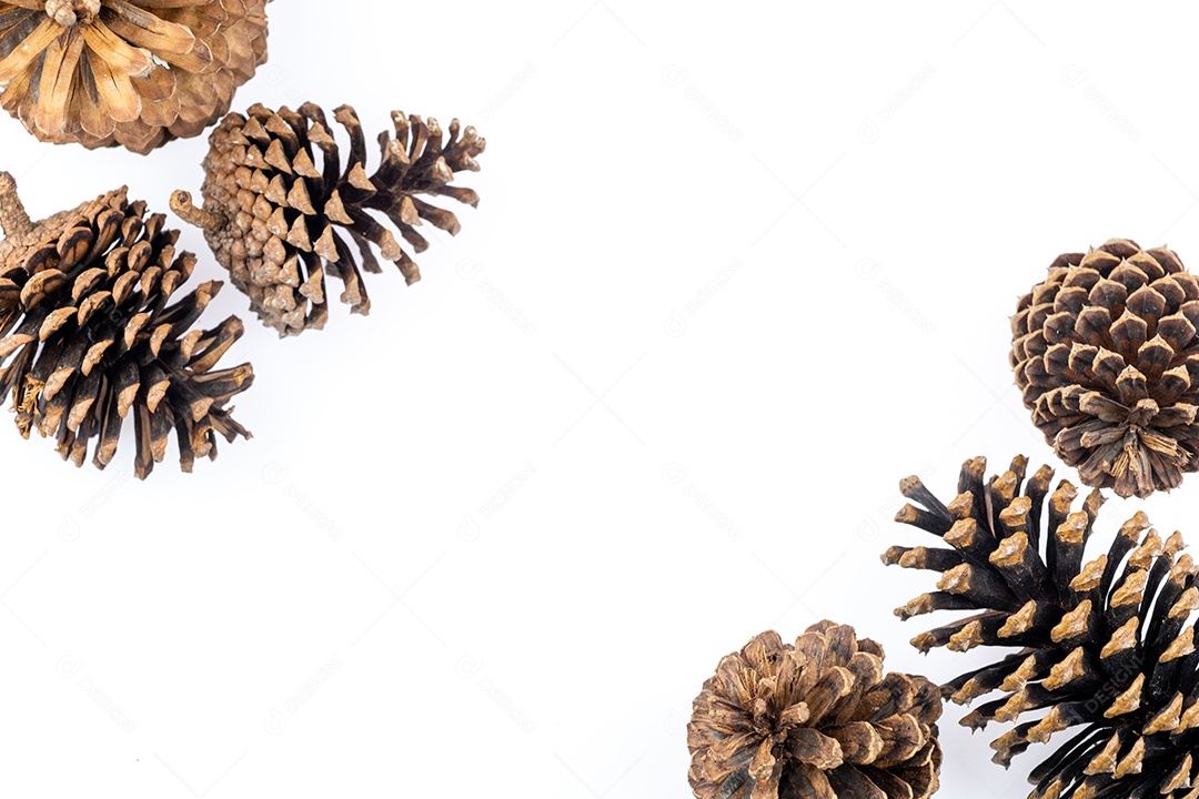 Pinhas secas isoladas no fundo branco com traçado de recorte