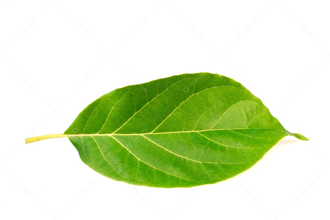 Folha fresca de abacate isolada em um branco com traçado de recorte inclui