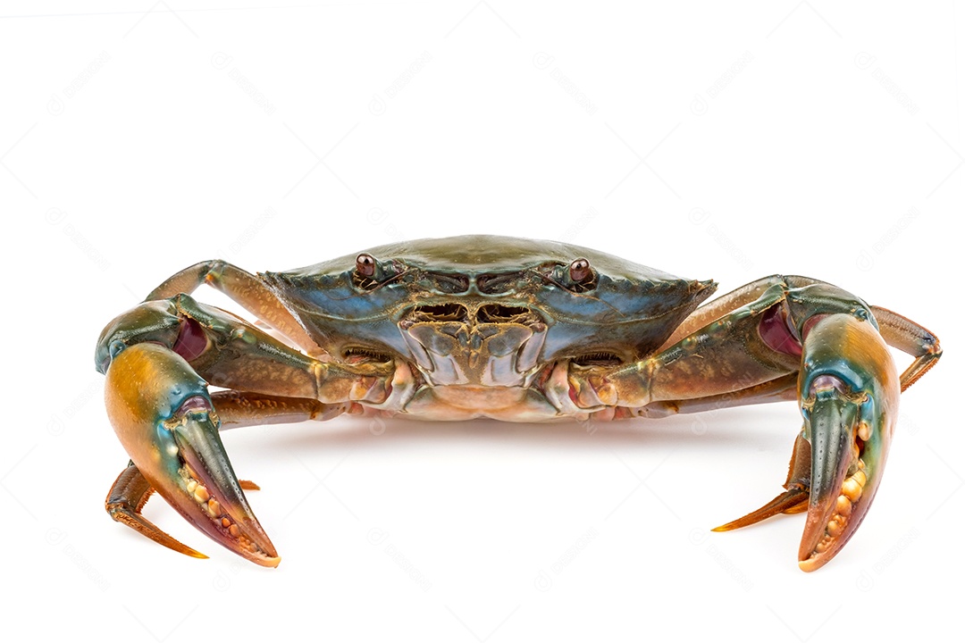 Caranguejo de lama isolado sobre fundo branco. Matérias-primas frescas para o conceito de restaurante de frutos do mar.