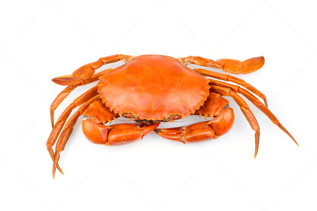 Caranguejo de lama isolado sobre fundo branco. Matérias-primas frescas para o conceito de restaurante de frutos do mar.