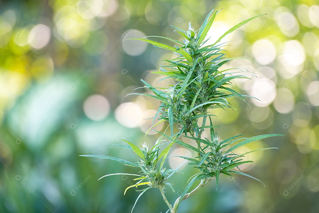 Planta verde em fundo desfocado