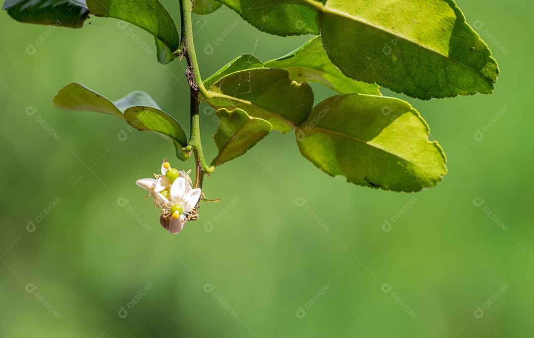 Planta verde em fundo desfocado