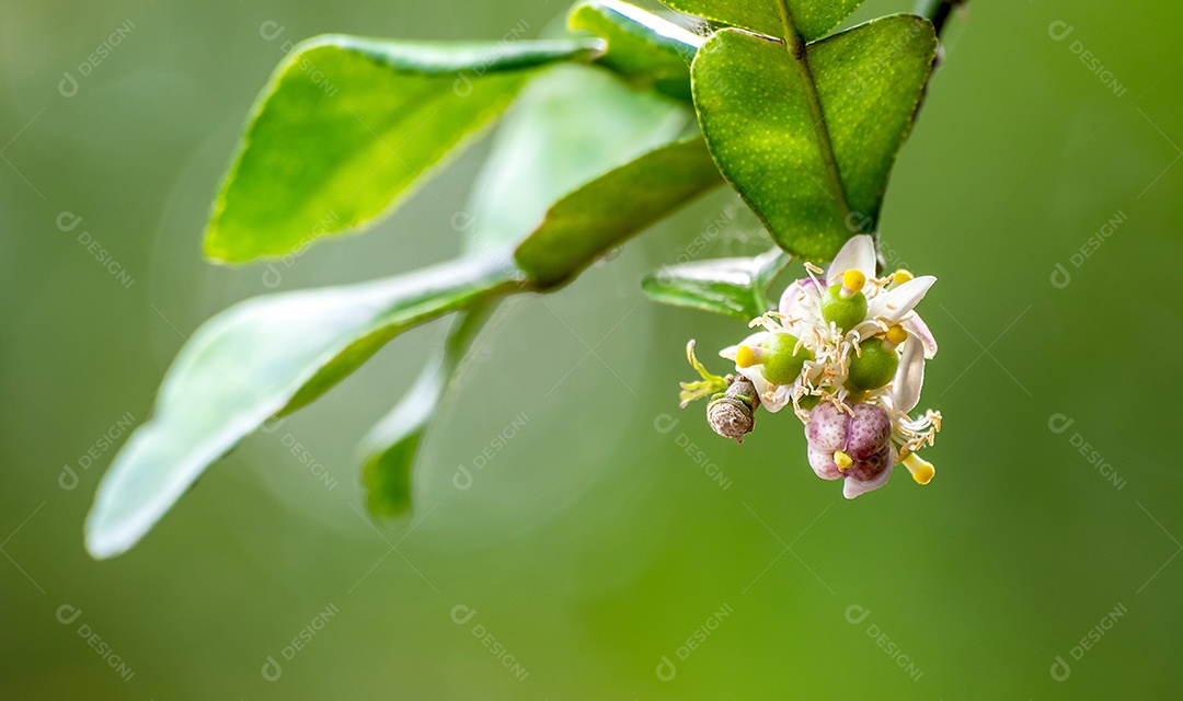 Planta verde em fundo desfocado