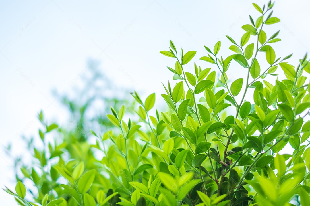 Planas com folhas verdes em fundo desfocado