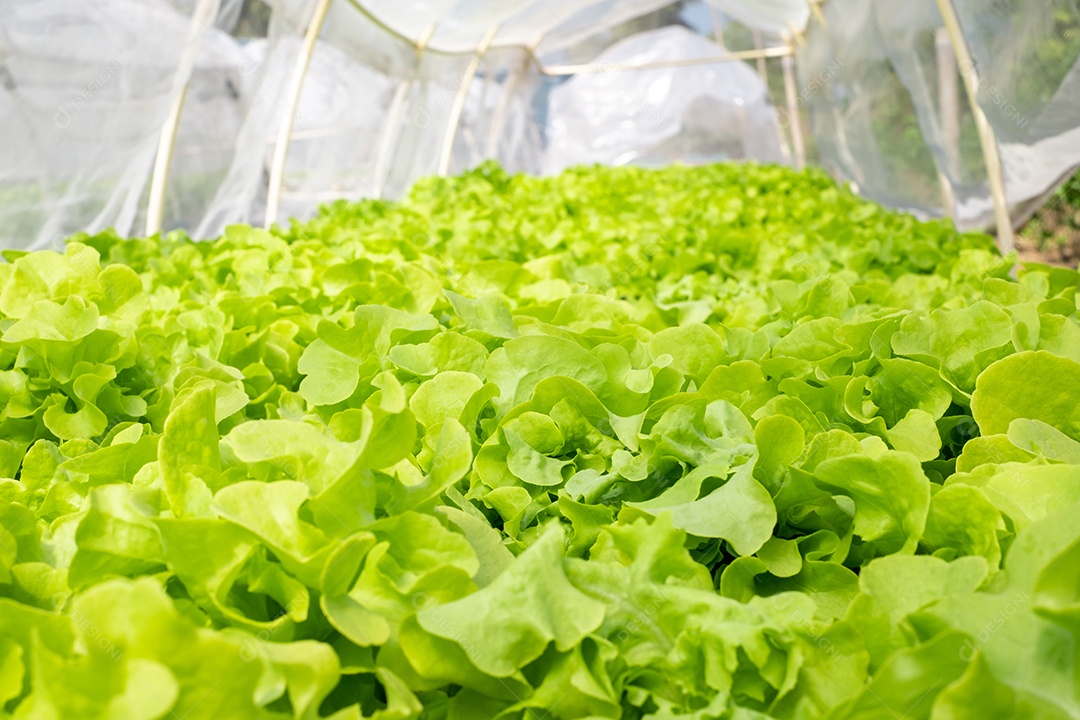 Folhas de alface verde em canteiros de jardim no campo vegetal. Fundo de jardinagem com plantas de salada verde em terreno aberto, banner.