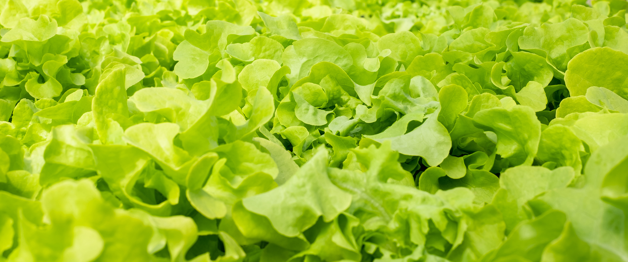 Folhas de alface verde em canteiros de jardim no campo vegetal. Fundo de jardinagem com plantas de salada verde em terreno aberto, banner.