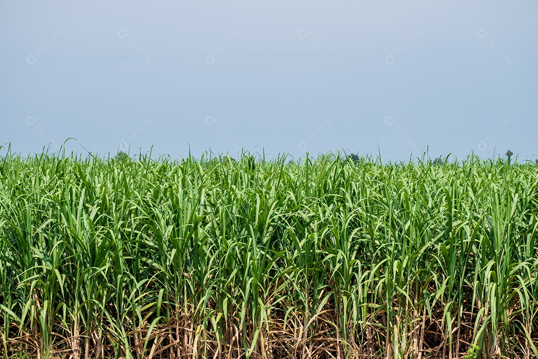 Vista de uma plantação de cana-de-açúcar