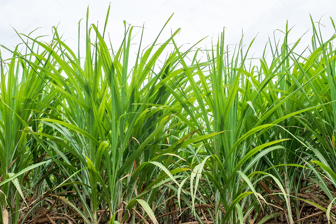Vista de plantação de cana de açúcar