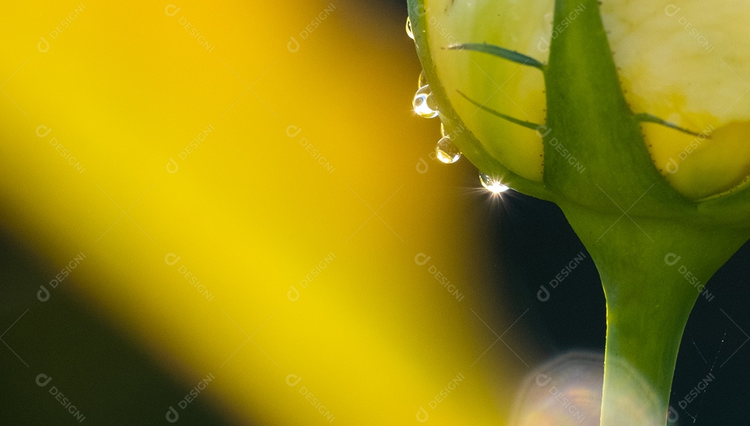 Vista de uma flor no jardim