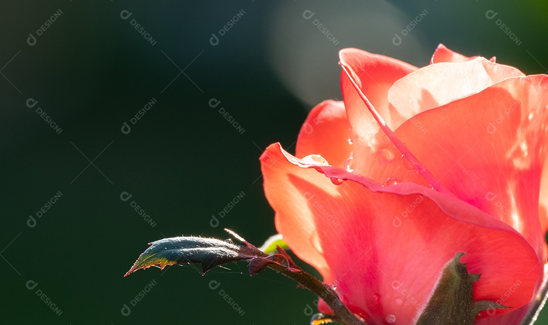 Vista de uma flor no jardim