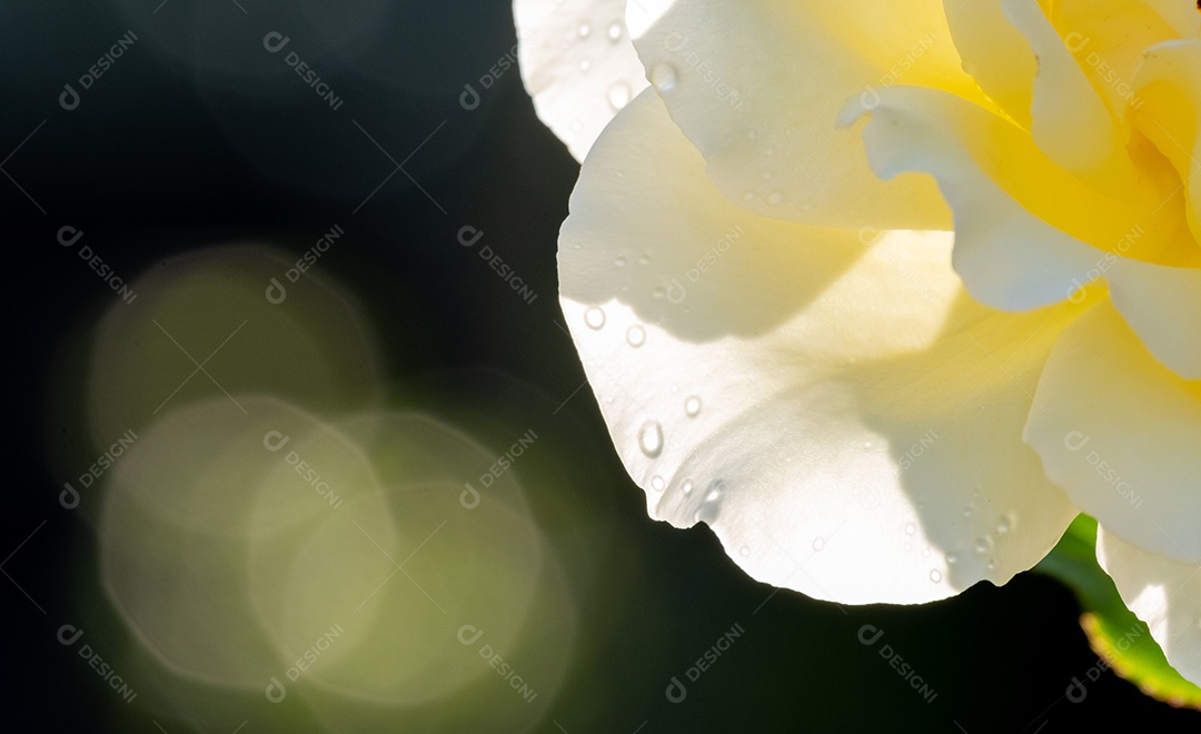 Vista de uma flor no jardim