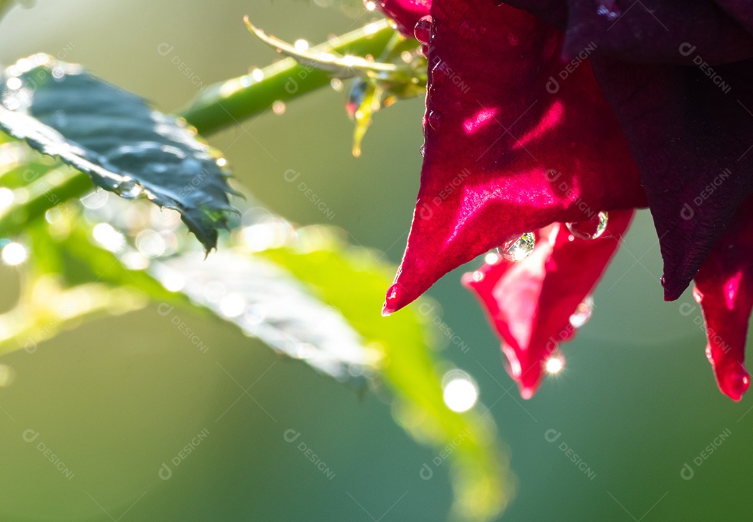 Vista de uma flor no jardim