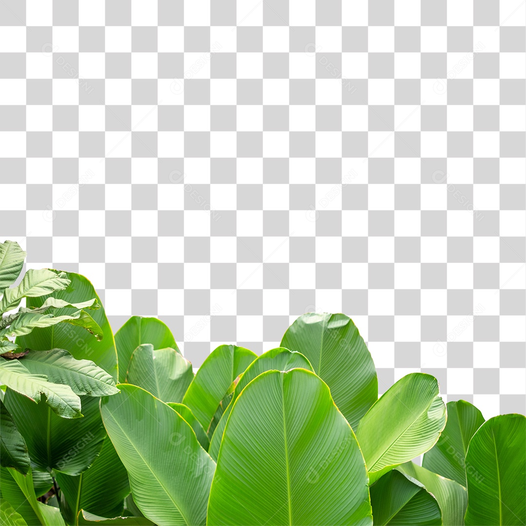 Folhas Verdes PNG Transparente