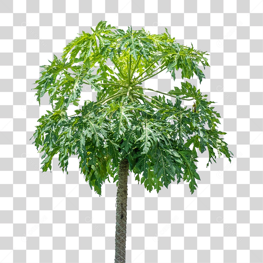Arvore de Mamão PNG Transparente