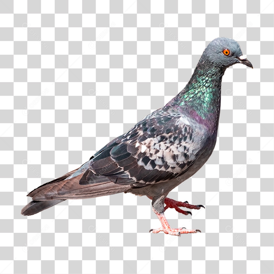 Pombo Ave PNG Transparente