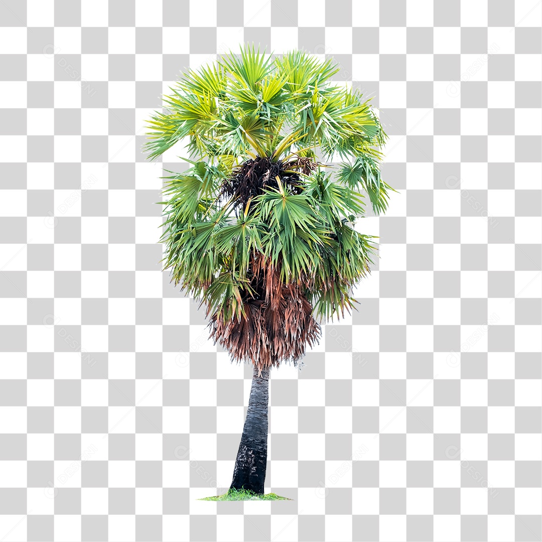 Arvore Pé de Coco PNG Transparente