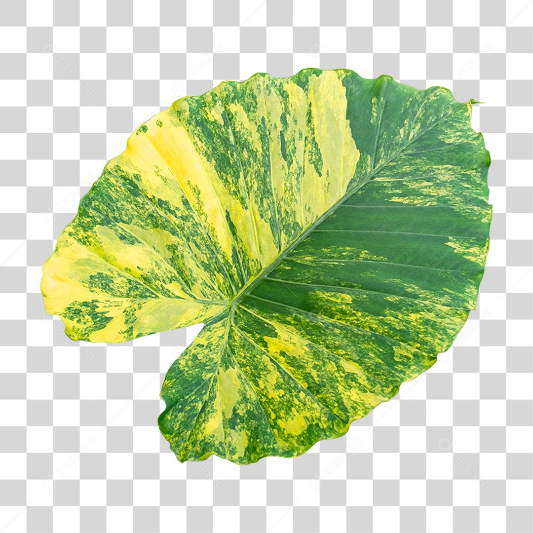 Folha Verde PNG Transparente