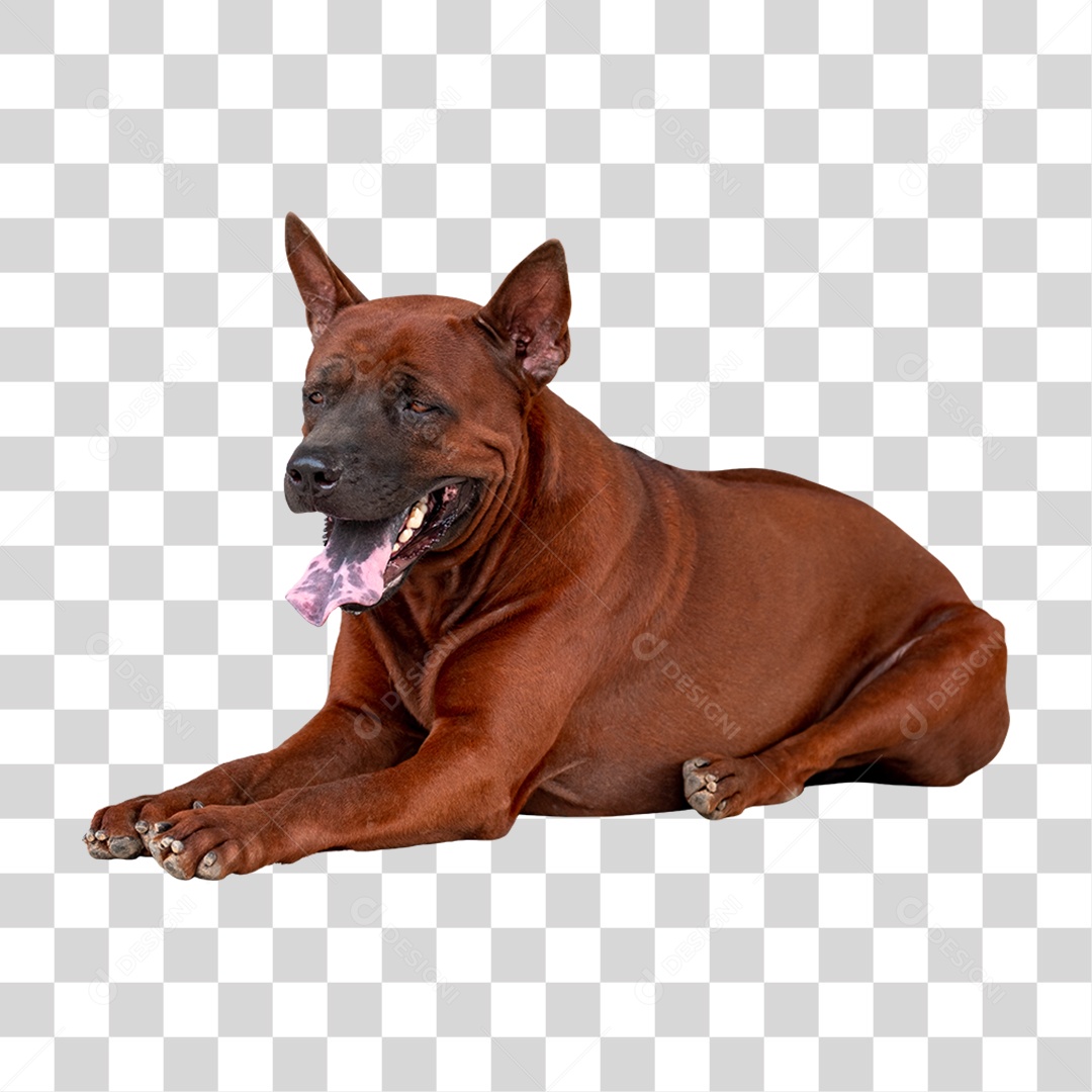 Cachorro Deitado PNG Transparente