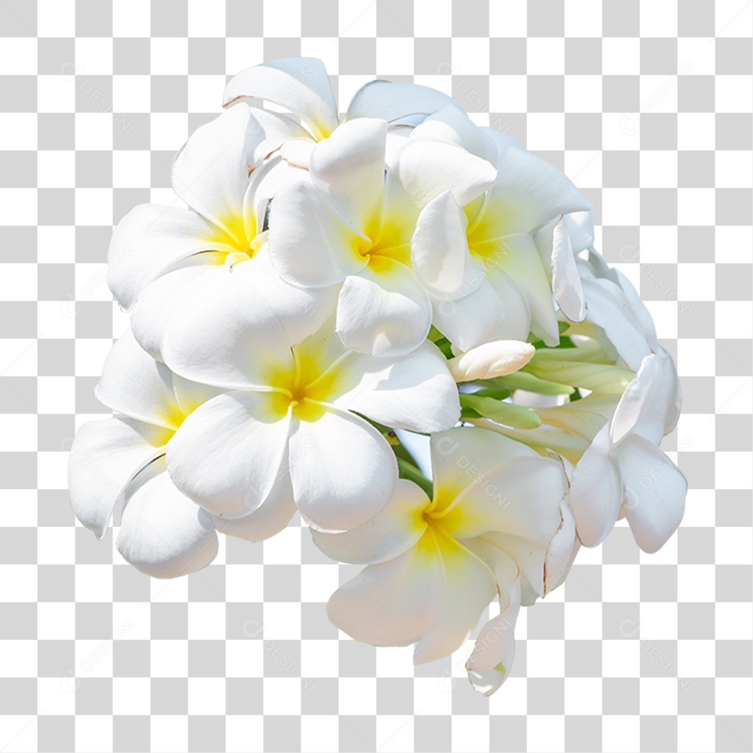 Flores Brancas PNG Transparente