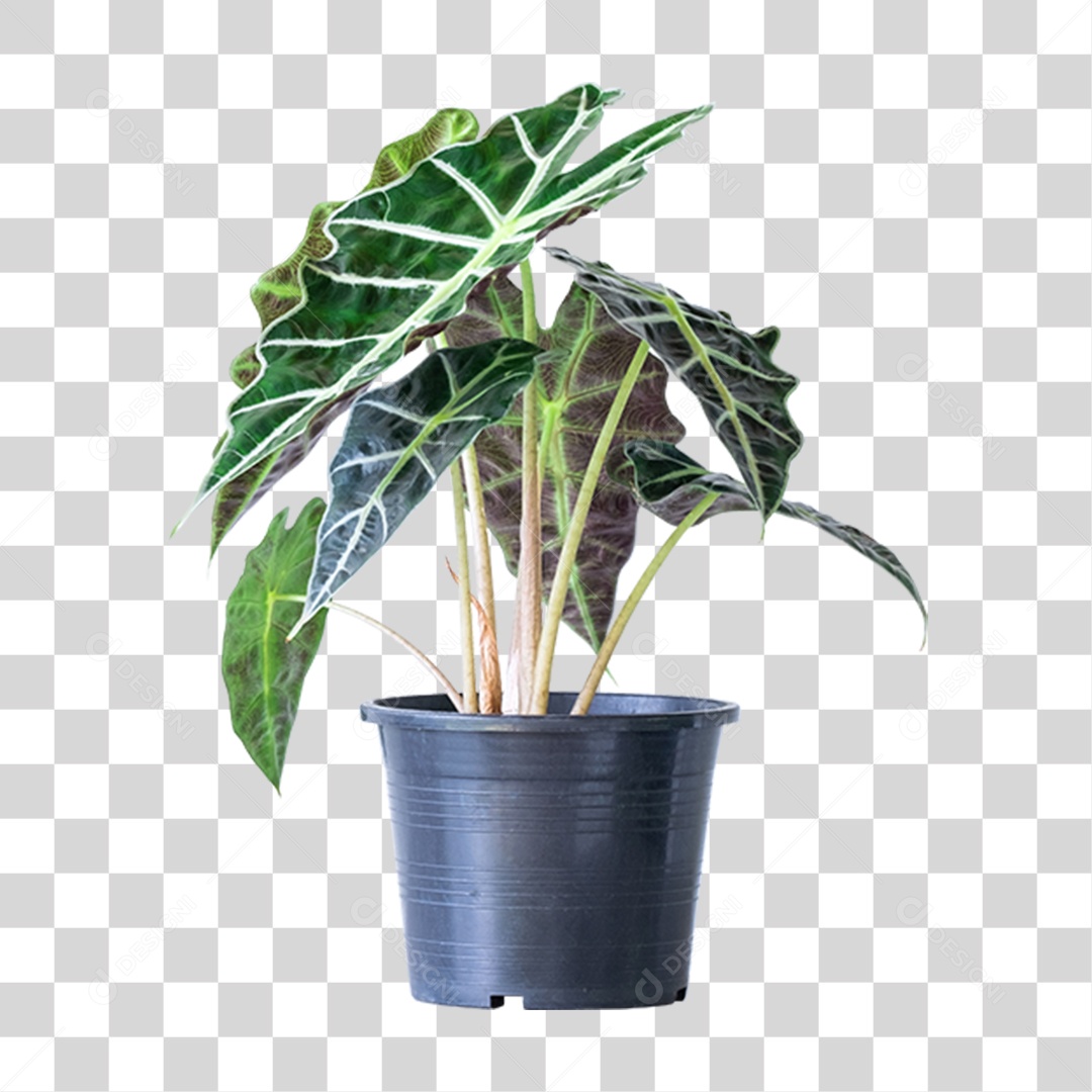 Vaso com Planta Verde PNG Transparente