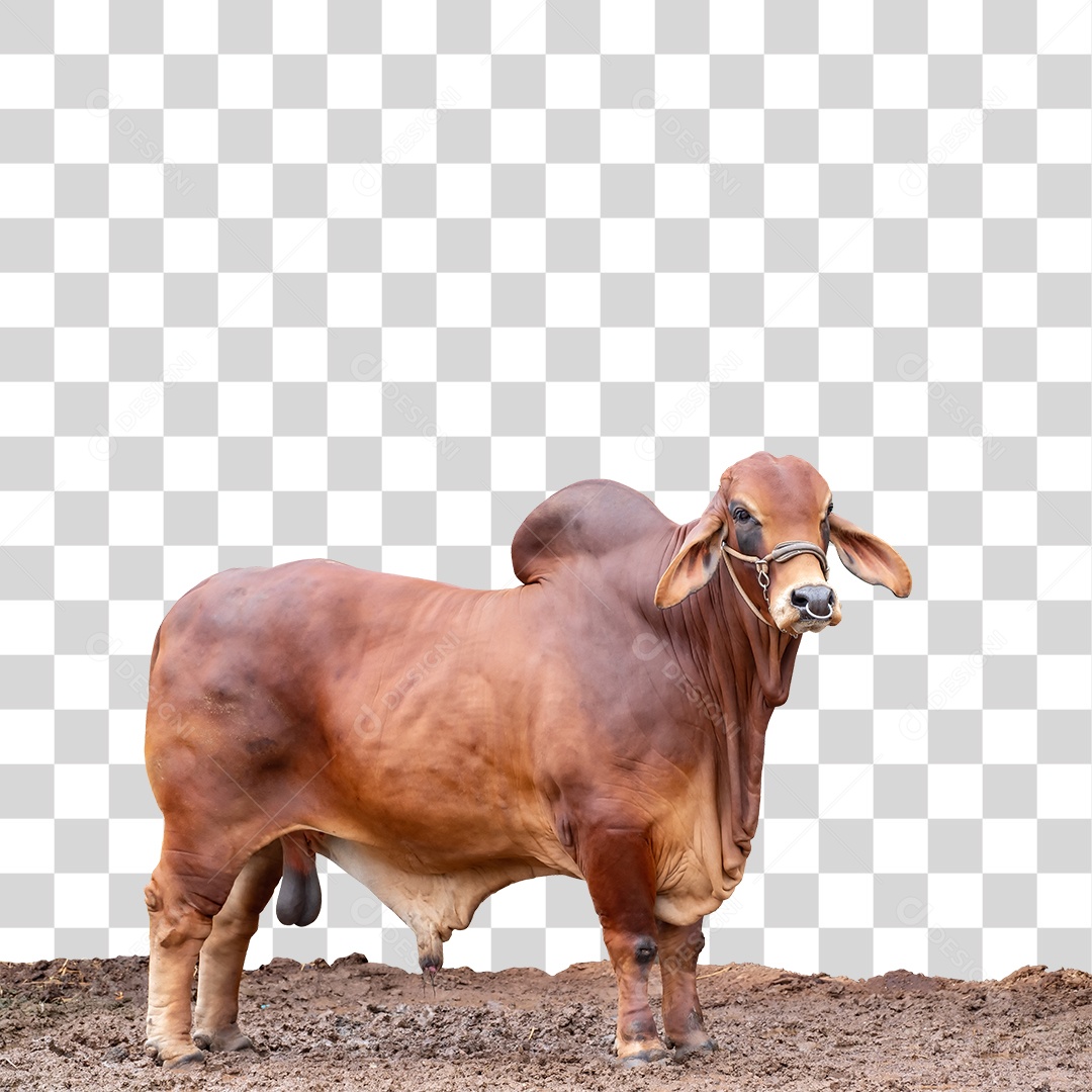 Bovino em Fazenda PNG Transparente