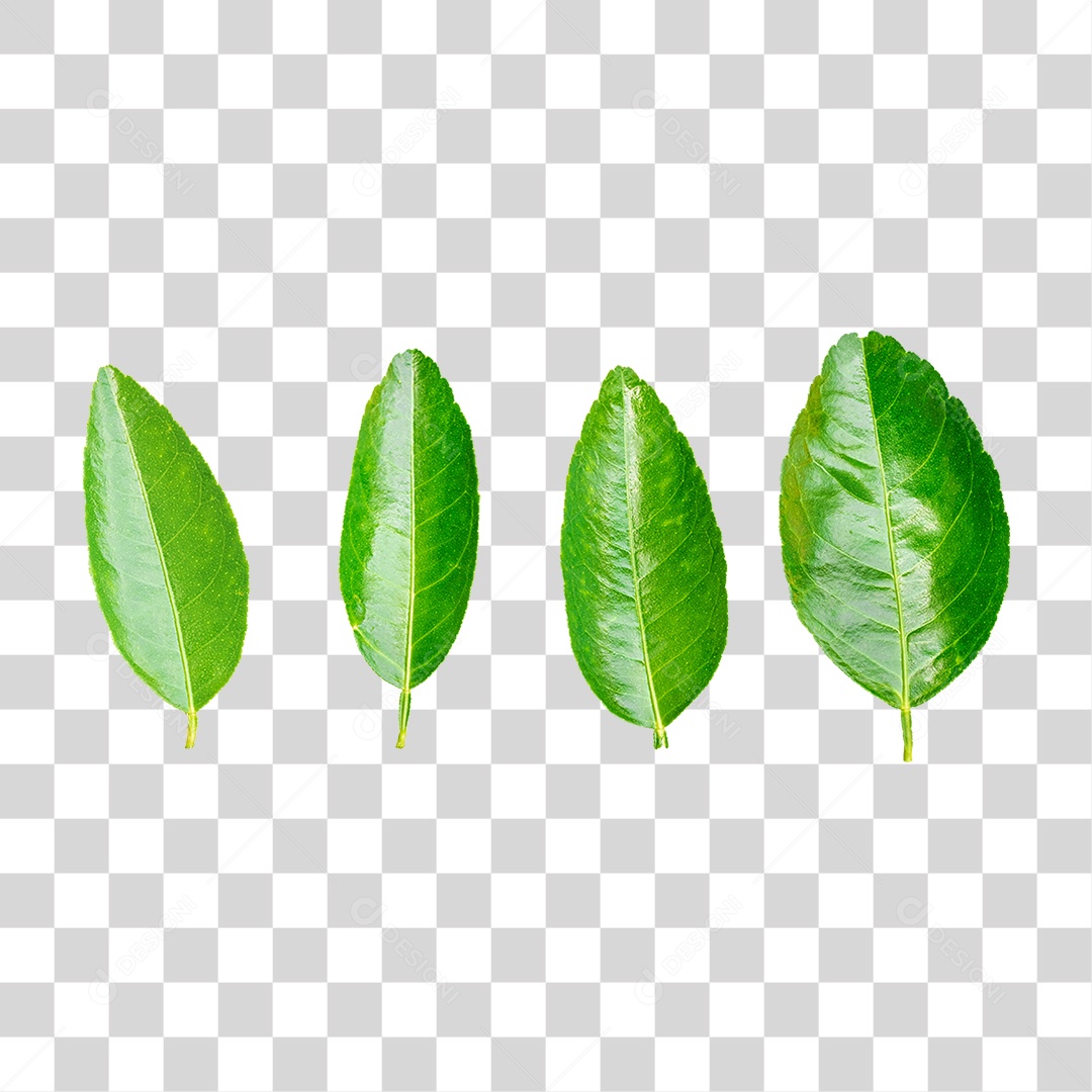 Folhas Verdes PNG Transparente