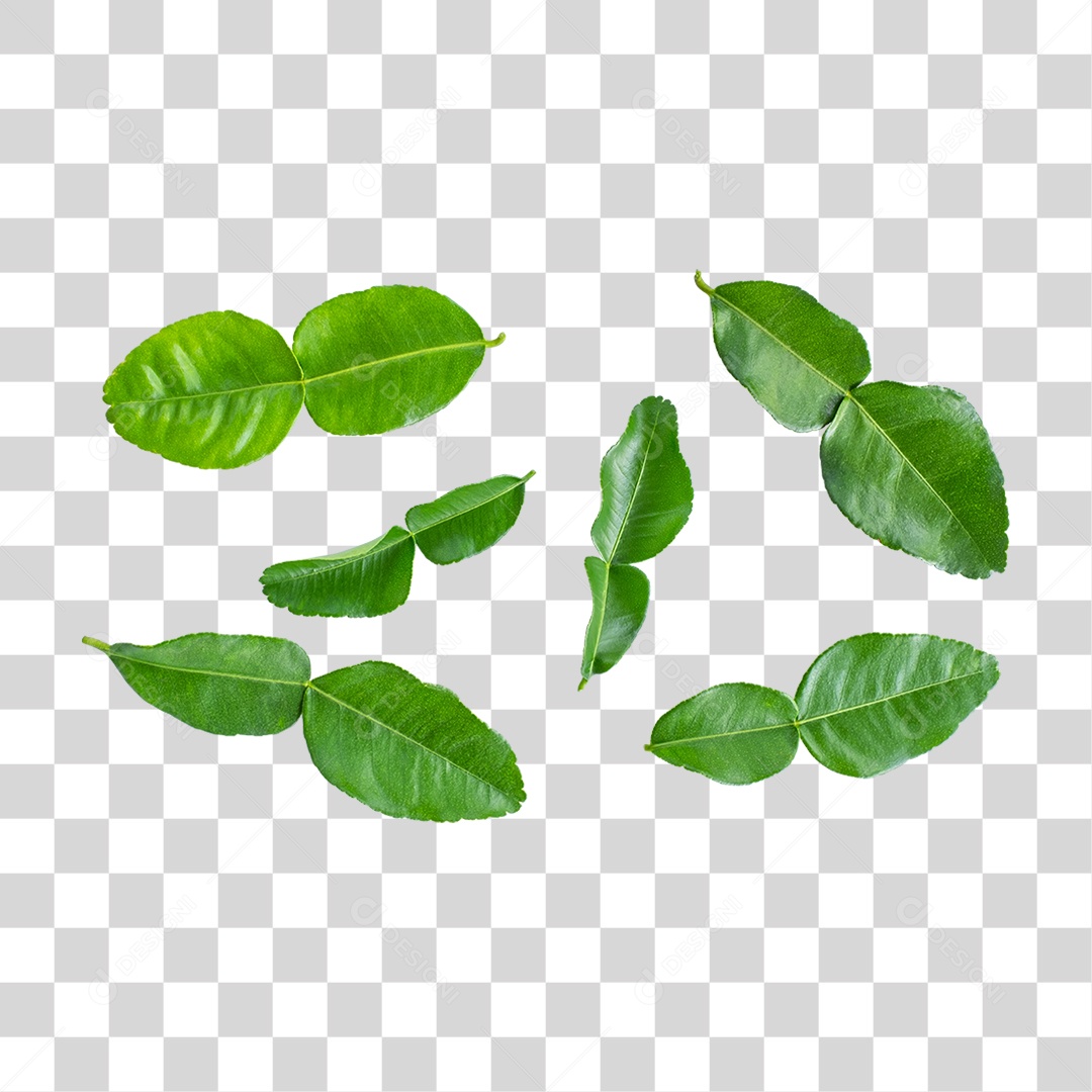 Folhas Verdes PNG Transparente
