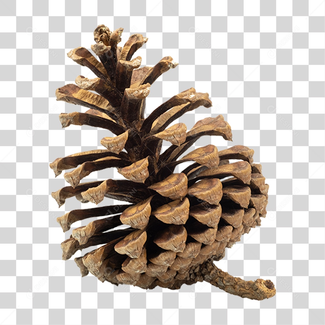 Pinha Seca PNG Transparente