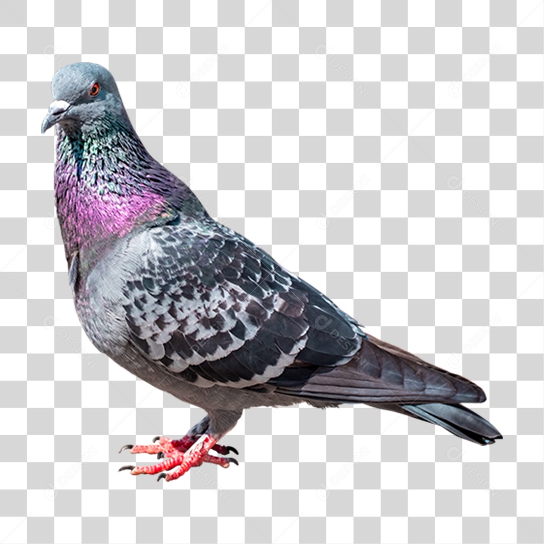 Pombo Ave PNG Transparente