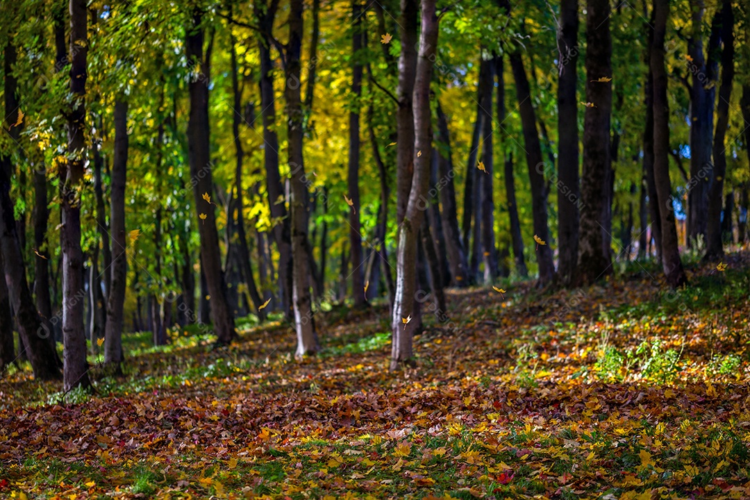 Fundo de foco seletivo de floresta de outono 2