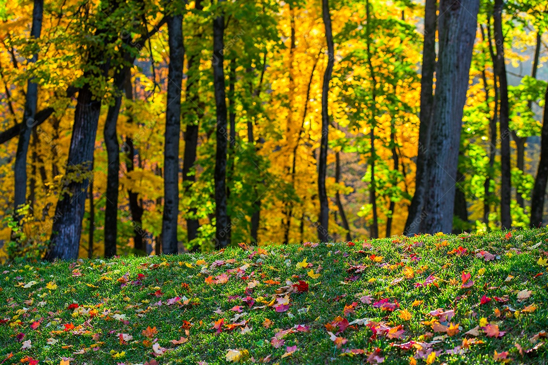 Fundo de foco seletivo de floresta de outono 2