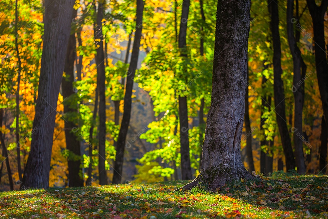 Fundo de foco seletivo de floresta de outono 2