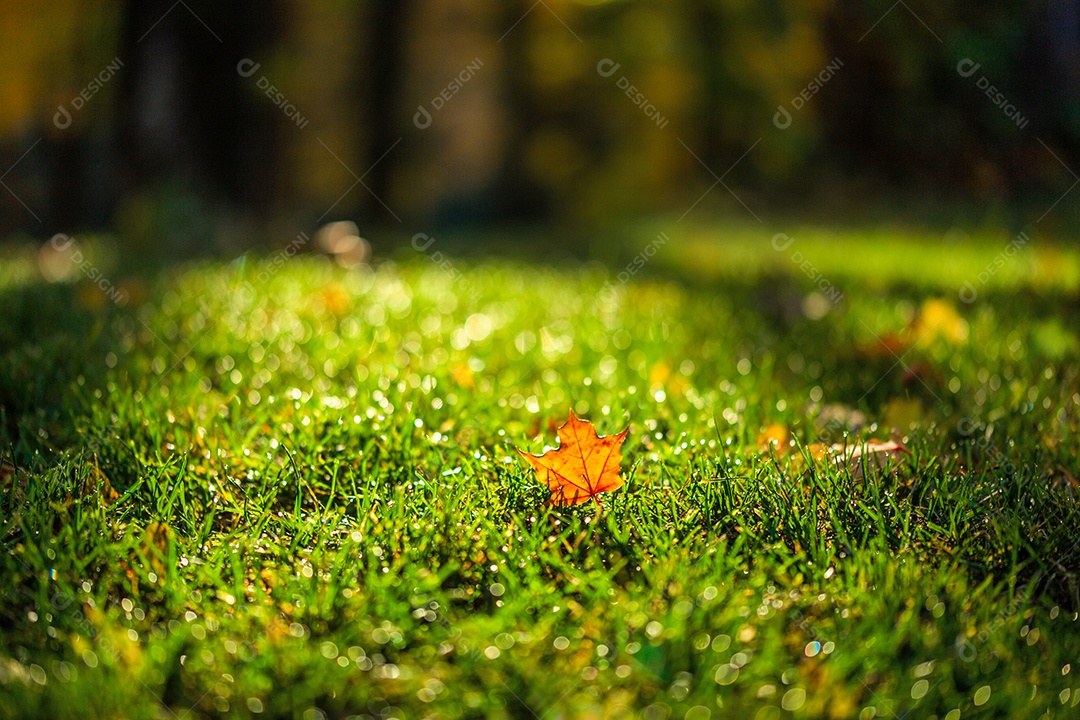 Folhas de bordo de outono na grama verde