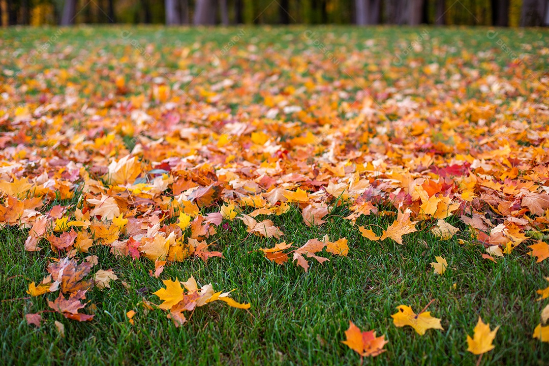 Folhas de bordo de outono na grama verde