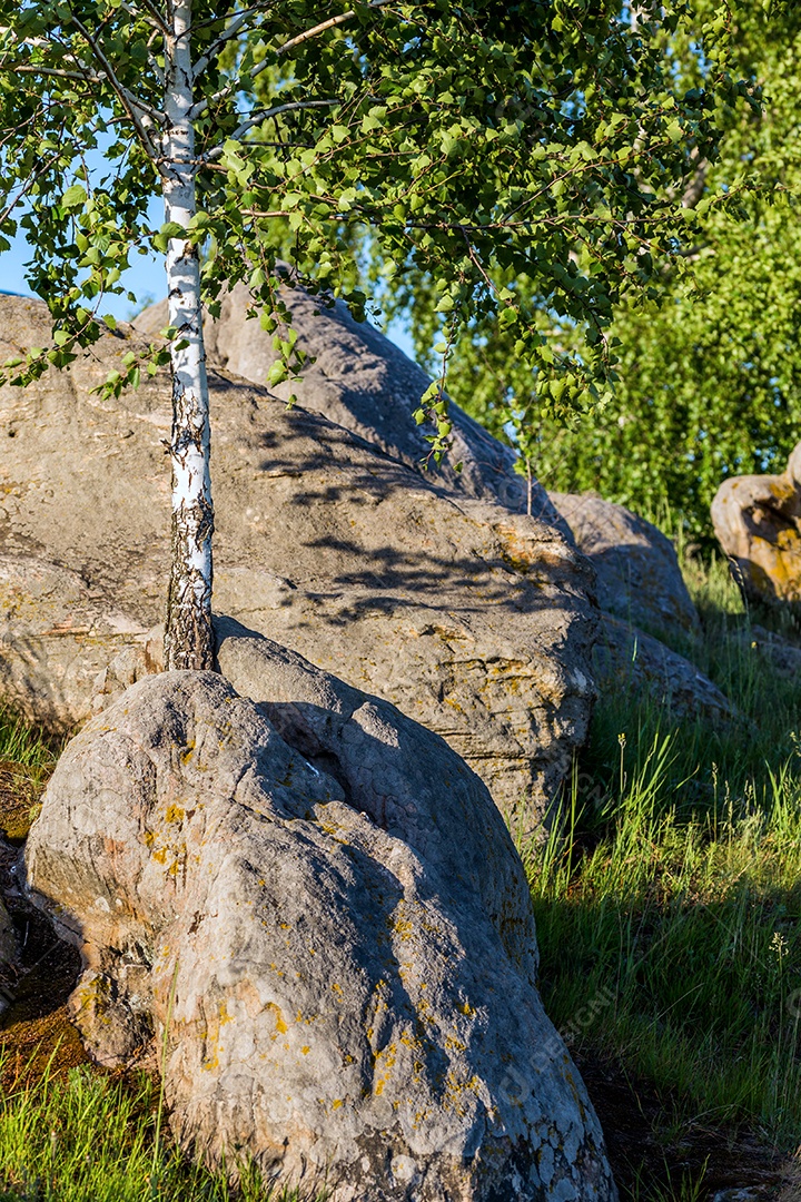 Bétula entre pedras