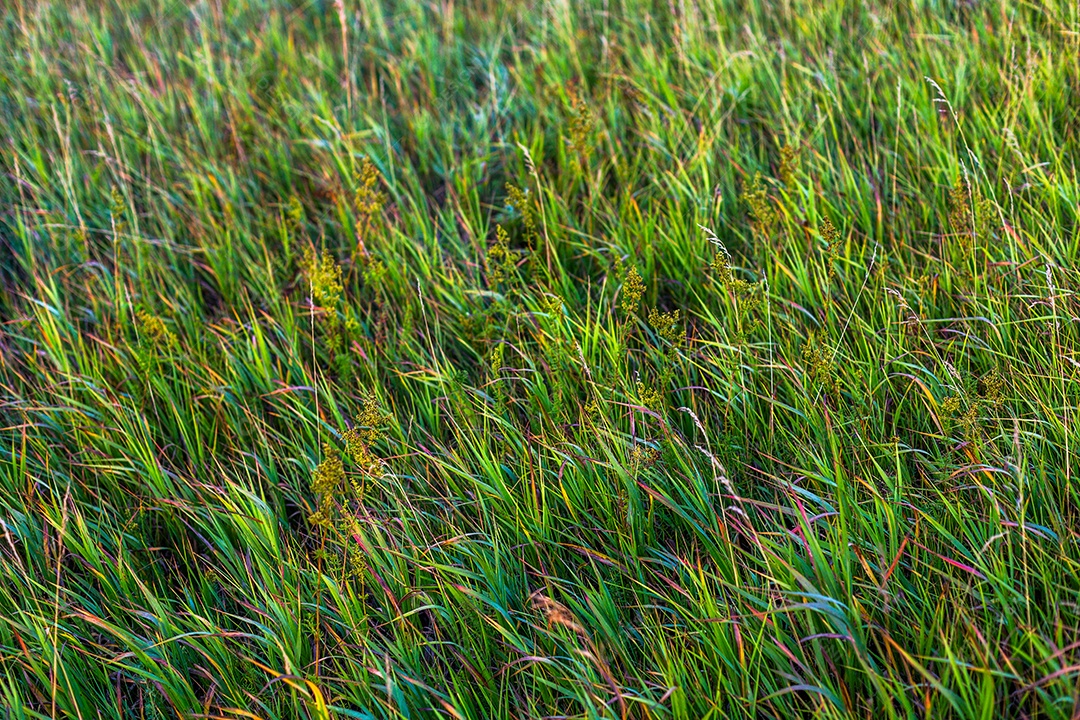 Fundo de grama mista