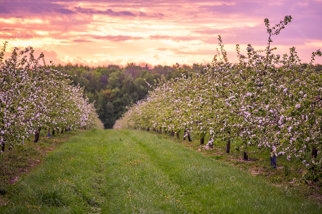 Pomar de maçã florescendo na primavera