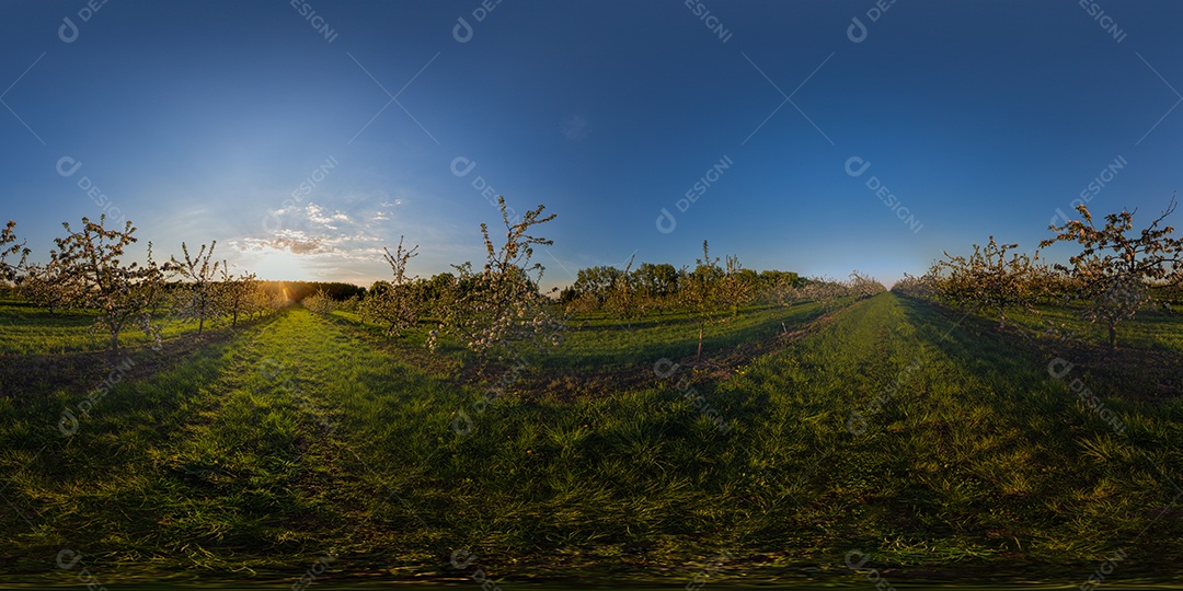 Pôr do sol no panorama esférico do jardim de maçãs