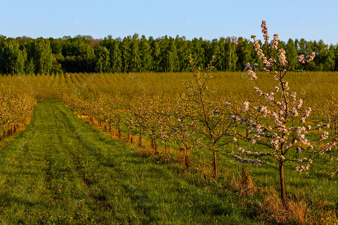 Jardim de maçã jovem em dia ensolarado