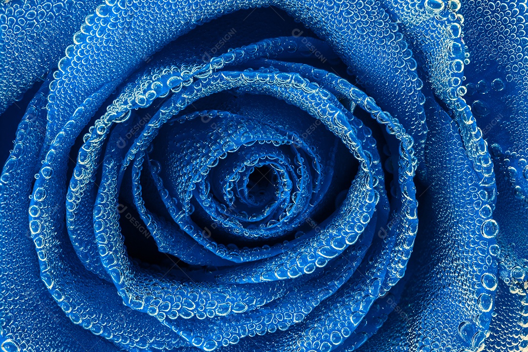 Rosa azul sob bolhas de ar closeup