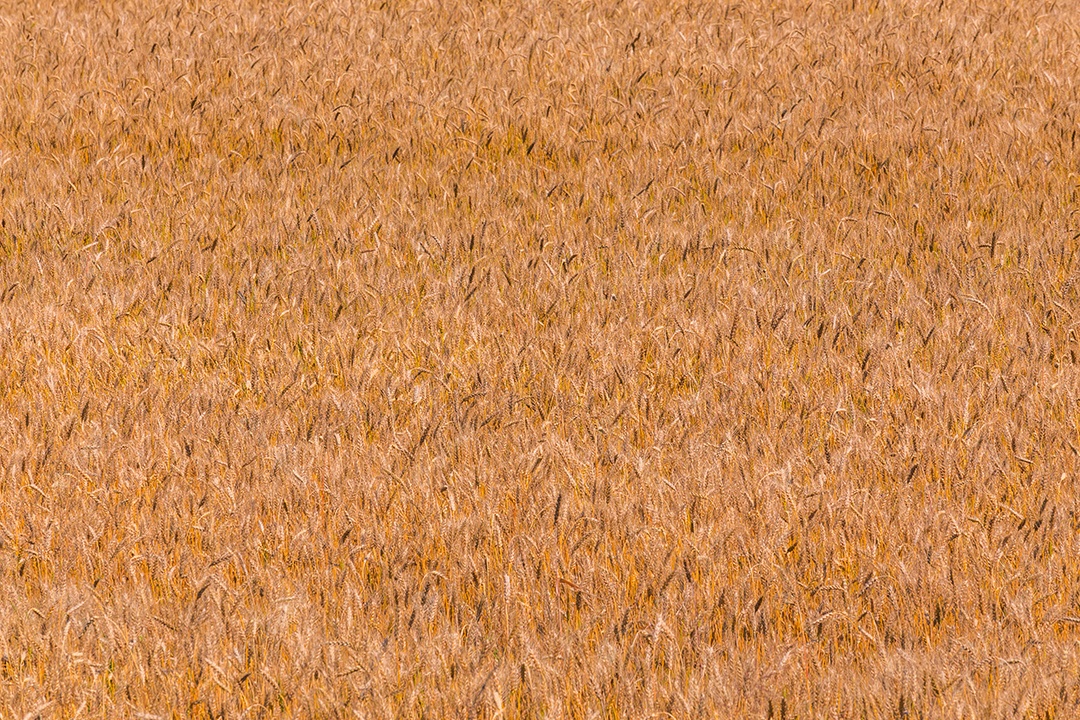 Campo de cevada amarela durante o dia sob luz solar direta Plano de fundo agrícola totalmente preenchido