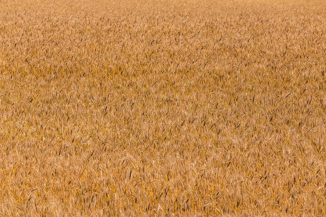 Campo de cevada amarela durante o dia sob luz solar direta Plano de fundo agrícola totalmente preenchido