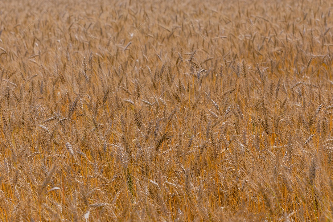 Campo de cevada amarela durante o dia sob luz solar direta Plano de fundo agrícola totalmente preenchido