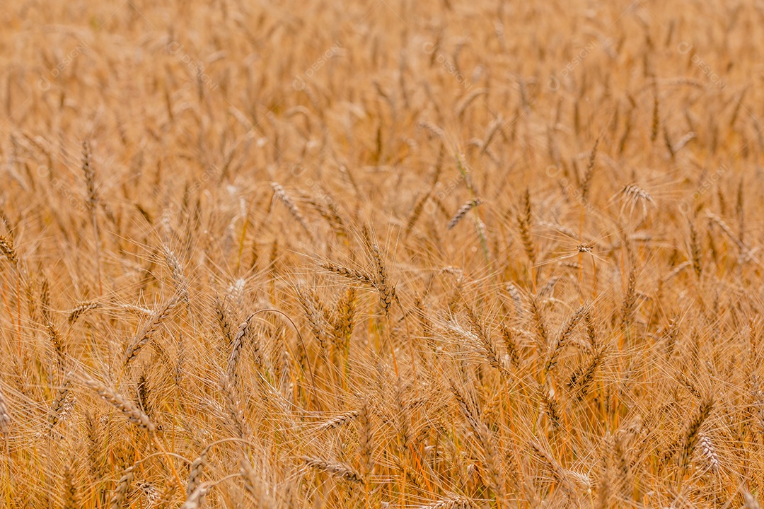 Campo de cevada amarela durante o dia sob luz solar direta Plano de fundo agrícola totalmente preenchido
