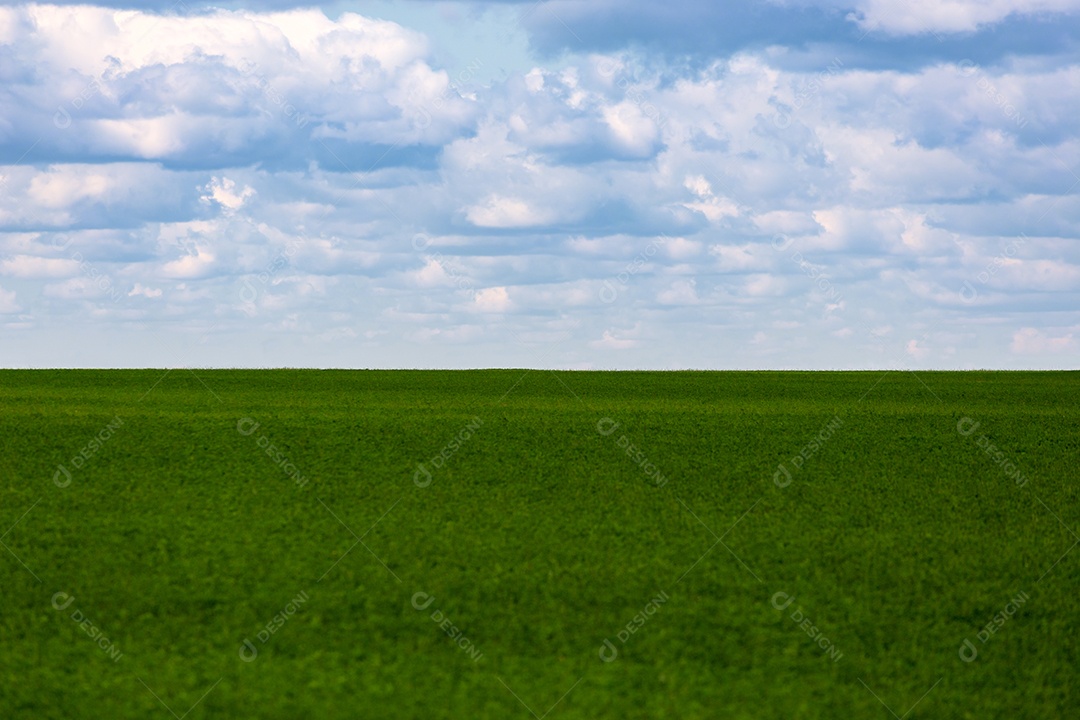 Campo de soja verde plano com céu nublado e foco no fundo com primeiro plano opticamente desfocado