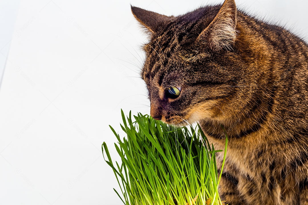 Gato doméstico cinzento malhado comendo brotos de aveia verde fresca close-up em fundo branco com foco seletivo e desfoque