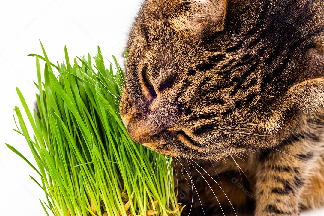 Gato doméstico cinzento malhado comendo brotos de aveia verde fresca close-up em fundo branco com foco seletivo e desfoque