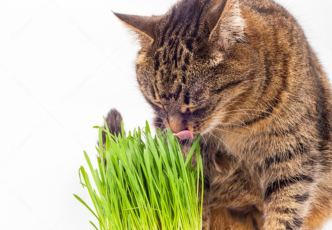 Gato doméstico cinzento malhado comendo brotos de aveia verde fresca close-up em fundo branco com foco seletivo e desfoque